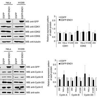 Eno Stimulated Cell Proliferation By Accelerating G Progression And