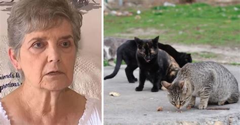 79 Year Old Nancy Segula Sentenced To Imprisonment For Feeding Stray Cats In Garfield Heights