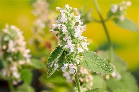 Learn How To Plant And Grow Catnip Gardeners Path