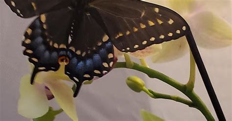 Black Swallowtail Butterfly On Mini Phal Orchid Album On Imgur