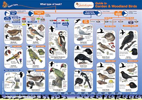 Birds Of Garden And Woodland Identification British Garden Bird