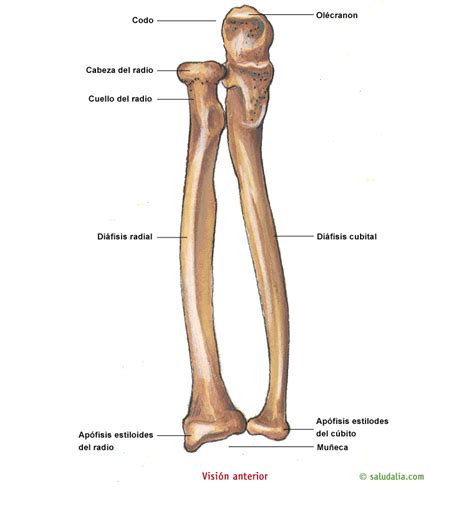 Ulna - JungleKey.fr Image #50