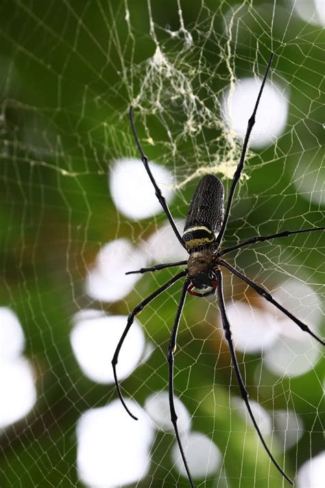 Close Up Of A Giant Golden Orb Weaver Spider Stock Image Image Of