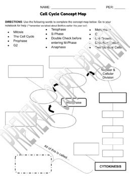 Cell Cycle Concept Map By Kayla Easley Design TPT