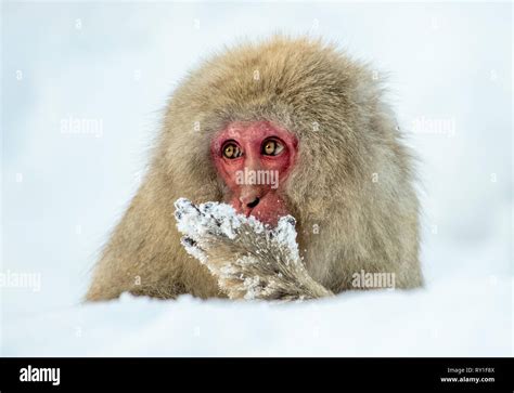 Japanese macaque on the snow. Winter season. The Japanese macaque ...