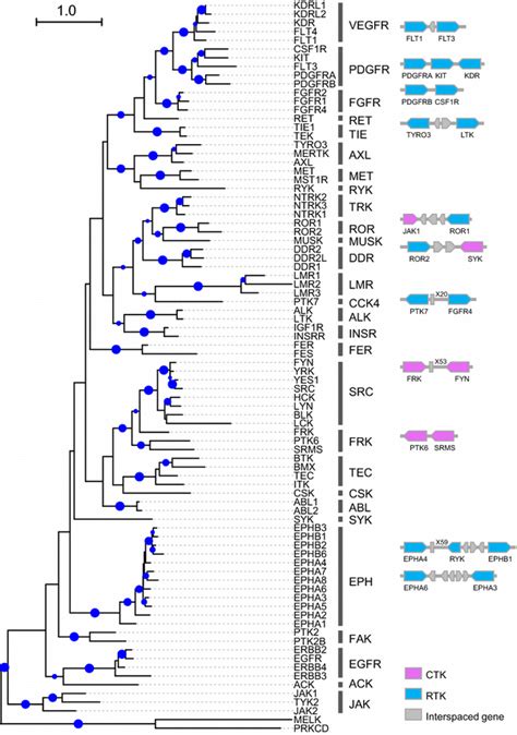 Phylogeny And Chromosome Distribution Analyses Of Anole Lizard Tk