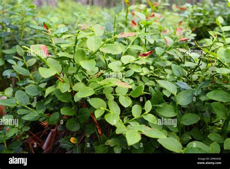 Blueberry O Blueberry Myrtle Vaccinium Myrtillus Un Arbusto De Bajo