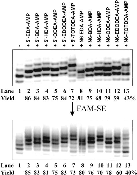 Synthesis Of Adenosine Derivatives As Transcription Initiators And Preparation Of 5′ Fluorescein