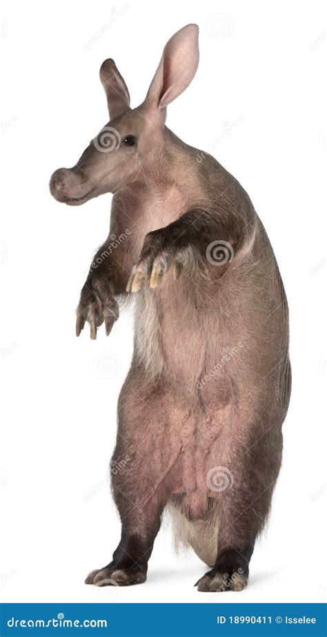 Aardvark Orycteropus 16 Years Old Stock Image Image Of Nocturnal