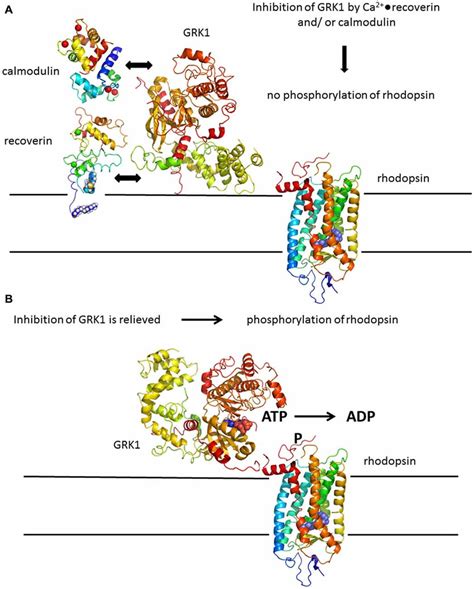 Rhodopsin Phosphorylation By Grk A Deactivation Of Rhodopsin Is