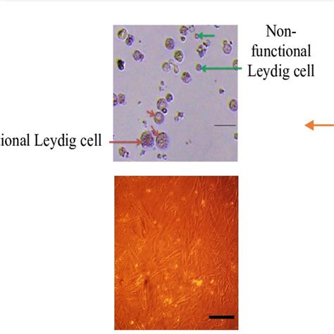 Leydig Cell Chromatin Dna Test Download Scientific Diagram