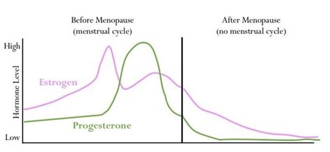 Estrogen And Progesterone Beyond Reproduction Psychology Today