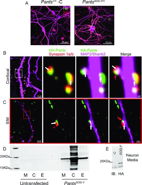 Synaptic Localization And Release Of Pants A Immunocytochemistry With