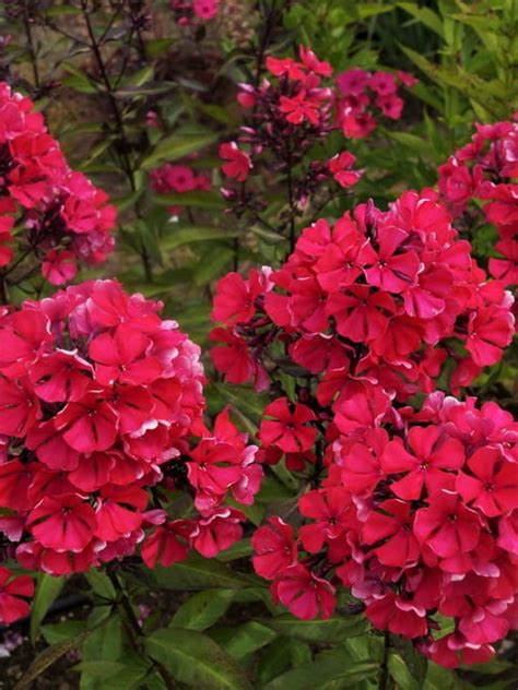 Floks Wiechowaty Starfire Phlox Paniculata Starfire Byliny24