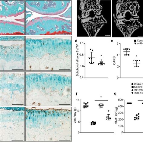 Loss Of MiR 146a In Chondrocytes Protects Against Injury Induced OA In