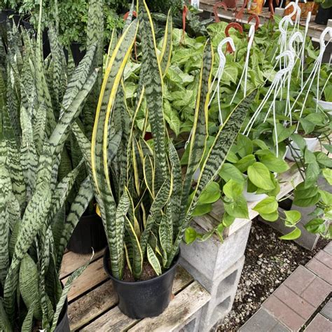 Laurentii Snake Plant Sansevieria Laurentii Various Sizes