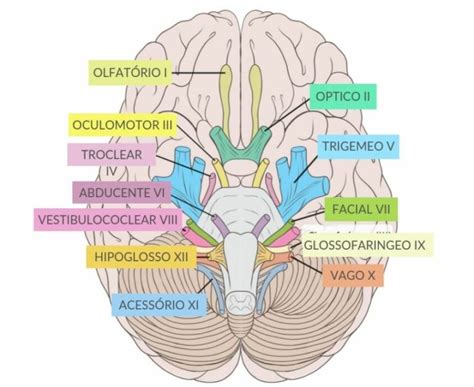 Praticando Fisio Nervos Cranianos Saiba Tudo Sobre Eles