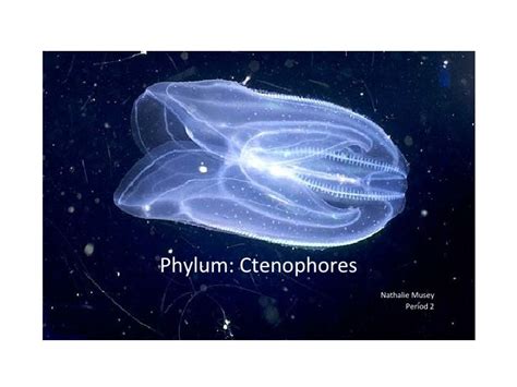 Ctenophores