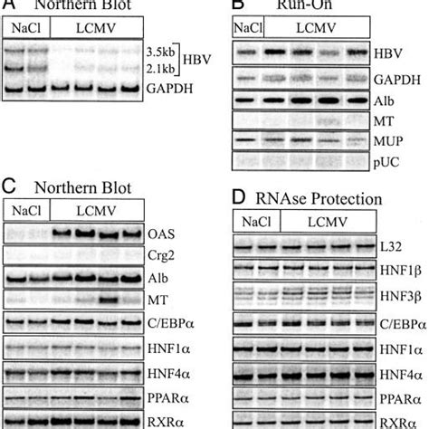 Transcriptional Inhibition Of Hbv Gene Expression During Mcmv