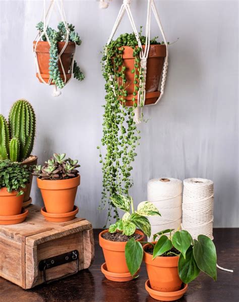 35 Of The Best Hanging And Trailing Succulents And Cacti