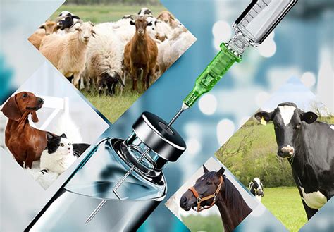 Veterinary Medicines Manufacturer in Kolkata | Animal Medicines Suppliers