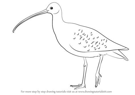 Learn How to Draw a Curlew (Birds) Step by Step : Drawing Tutorials