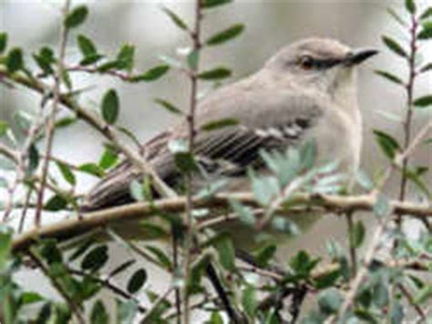 Tennessee State Bird: Northern Mockingbird