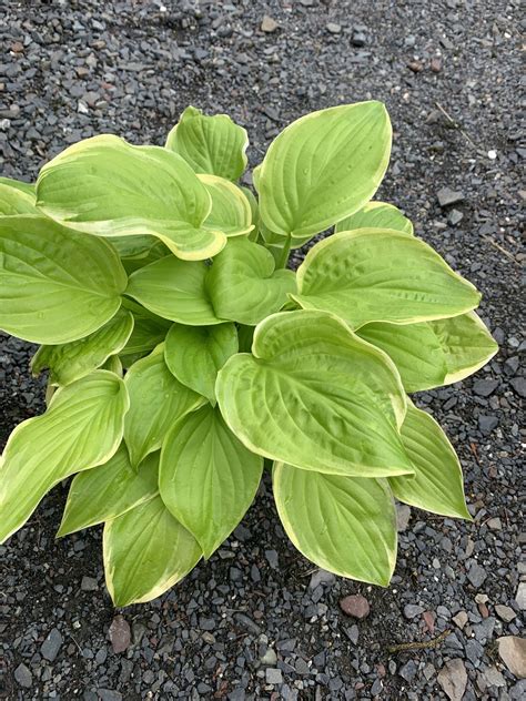 Hosta Fragrant Bouquet, Plantain Lily, #1 - Behmerwald Nursery