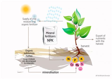 Intérêt De La Fertilisation