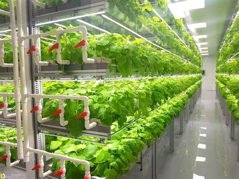 Everything You Need To Know About Hydroponics Engineering Discoveries