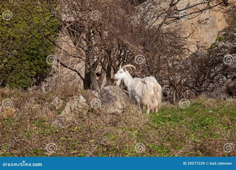 Wild Kashmir Goat stock image. Image of wild, north, orme - 29577229