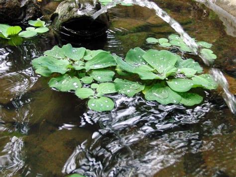 24 Fish Bowl Plants for Your Aquarium | Happy DIY Home