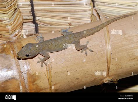 Common House Gecko Hemidactylus Frenatus Ubud Bali Indonesia Stock