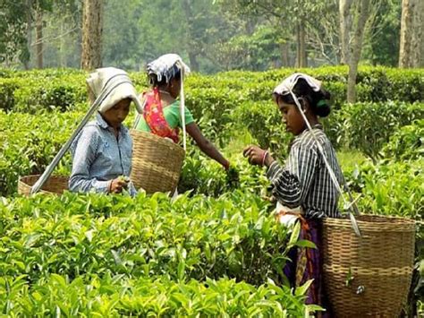 Assam Govt Allows Use Of Up To 5 Of Tea Garden Land For Various Other Purposes Assam Tea