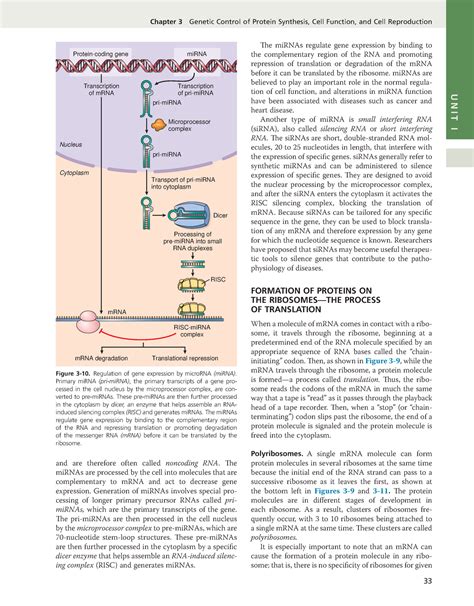 Guyton And Hall Medical Physiology 13nbsped 13 Chapter 3 Genetic Control Of Protein Synthesis