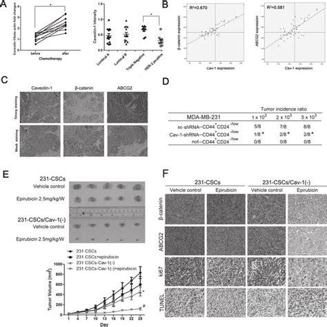 Clinical Significance Of Caveolin Expression And Its Effects On The