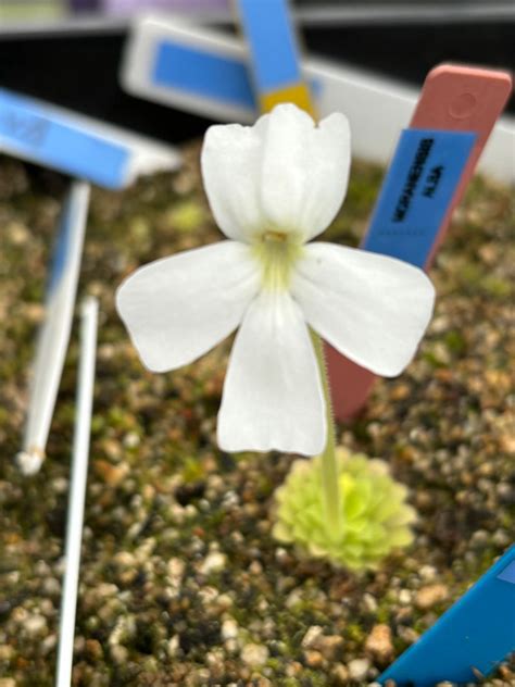 Pinguicula