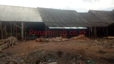 pemilik panglong arang desa teluk ketapang akui tidak miliki izin hph