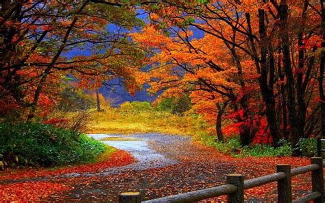 trail in autumn forest-Beautiful scenery wallpaper Preview ...