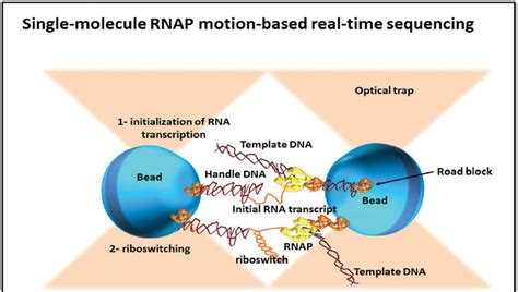 Schematic Representation Of Single Molecule Rnap Motion Based Real Time