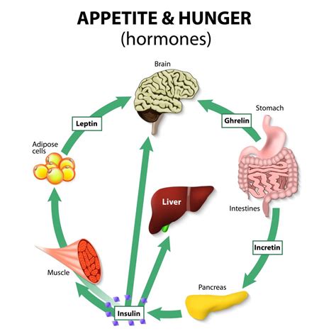 Leptin - Aqualab