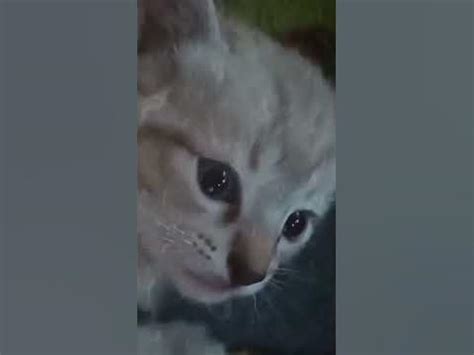 Кот задумался #коты #прикольныекоты - YouTube