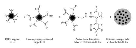 Schematic Drawing To Show The Synthesis Of Chitosan Nanoparticle