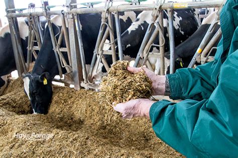 Pairing Up Alfalfa And Corn Silage Hay And Forage Magazine