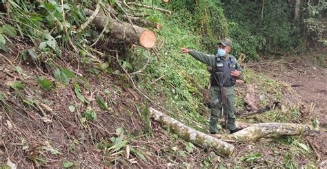 Gnb Miranda Vuelve A Frenar Tala De Rboles En San Pedro De Los Altos