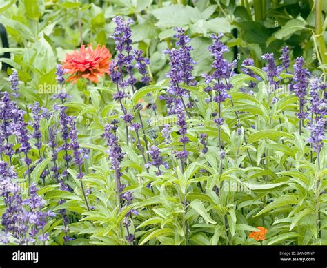 Salvia Farinacea Victoria Blue Stock Photo Alamy