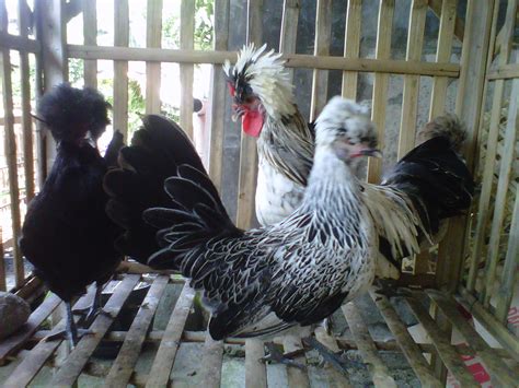 081390418867 Toko Jual Ayam Hias 089637822311 Ayam Hias Poland