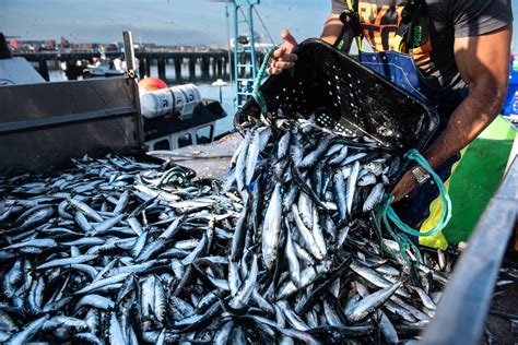 Comer mais sardinha e menos carne vermelha pode salvar até 750 mil vidas