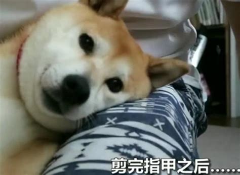 表情帝柴犬剪指甲過程，爆笑登場 每日頭條