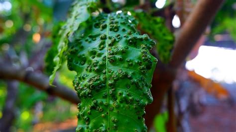 Premium Photo | A leaf with a large scar on it